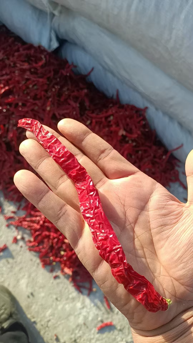 精品干辣椒货源充足量大从优质量保证欢迎咨询