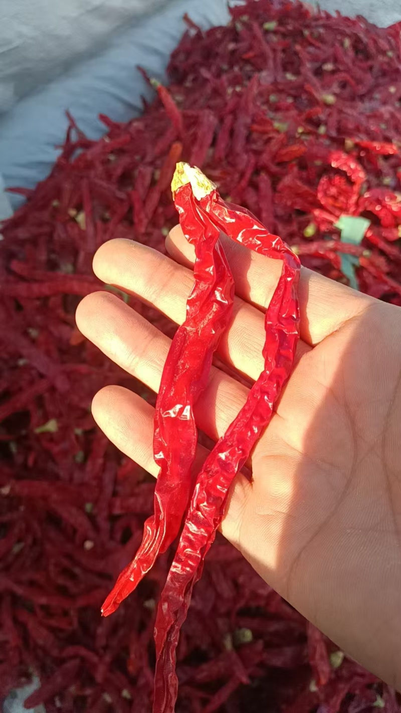 精品干辣椒货源充足量大从优质量保证欢迎咨询