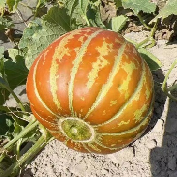 黄皮面瓜种子老品种花皮面瓜四季留种红皮面瓜花皮甜瓜香瓜种