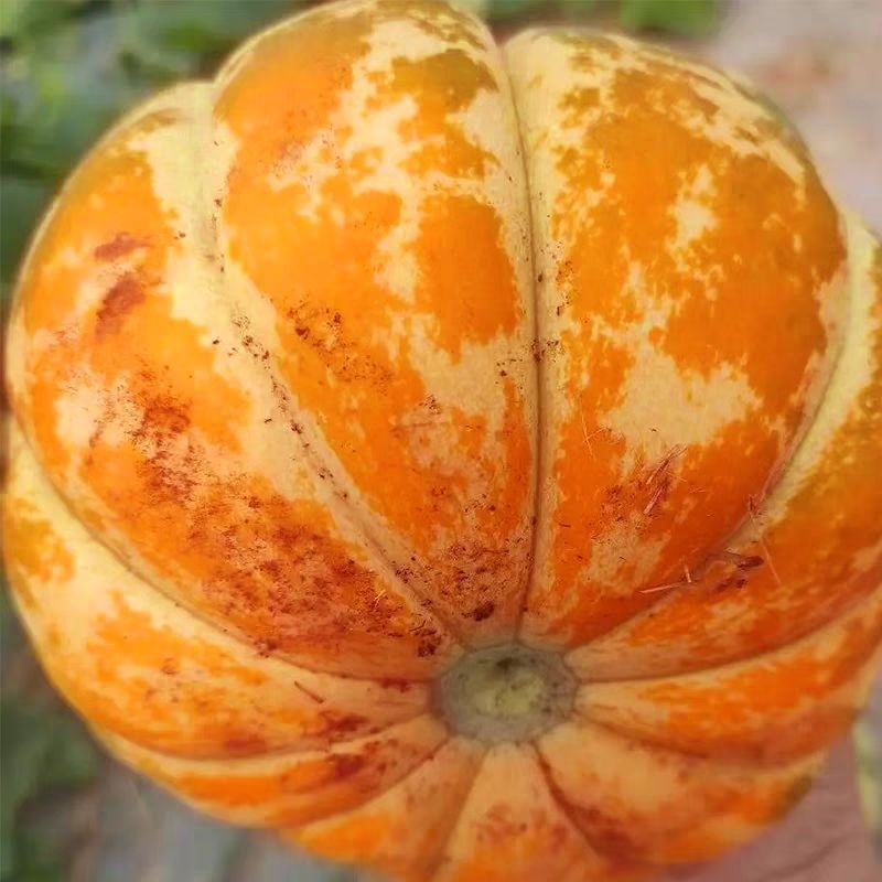 黄皮面瓜种子老品种花皮面瓜四季留种红皮面瓜花皮甜瓜香瓜种