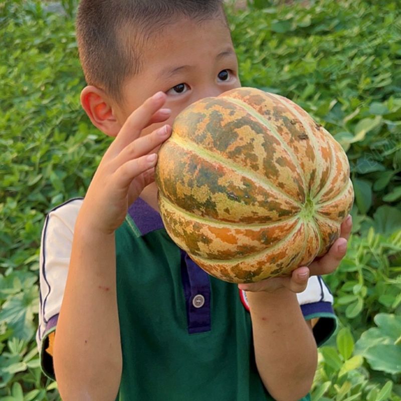 黄皮面瓜种子老品种花皮面瓜四季留种红皮面瓜花皮甜瓜香瓜种