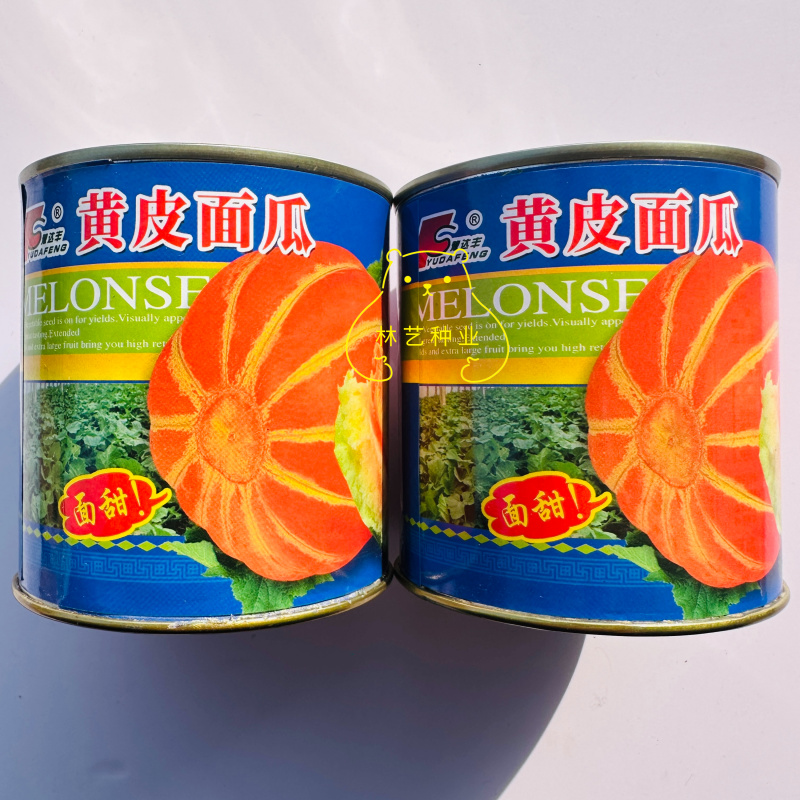黄皮面瓜种子老品种花皮面瓜四季留种红皮面瓜花皮甜瓜香瓜种
