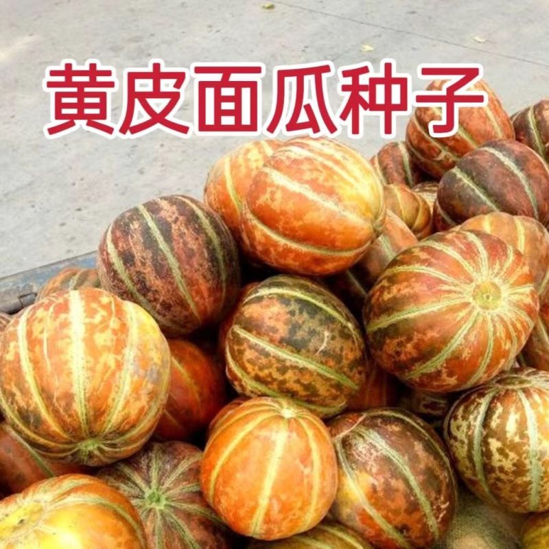 黄皮面瓜种子老品种花皮面瓜四季留种红皮面瓜花皮甜瓜香瓜种