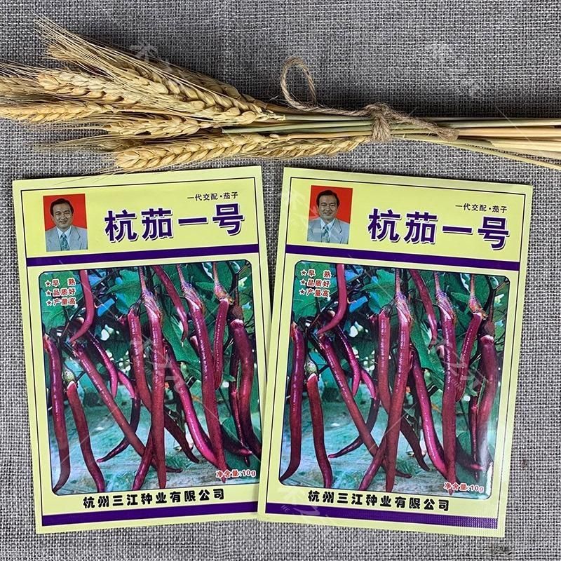 杭茄一号线茄种子早熟耐寒茄子种子高产紫红肉质细嫩果型顺直