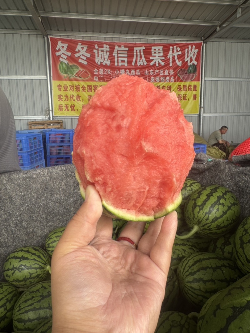 全美2k小糖丸西瓜批发电商团购商超产地直供