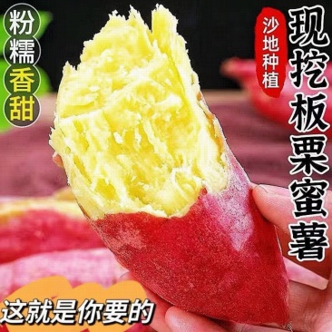 济薯26板栗红薯粉糯香甜沙地种植大量现货价格优惠