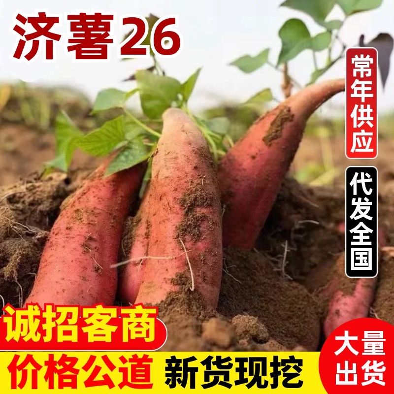 济薯26板栗红薯粉糯香甜沙地种植大量现货价格优惠