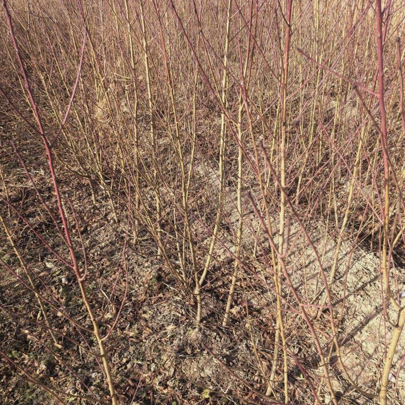 精品毛桃苗，苗圃直发，保质保量，诚信经营，量大从优，欢迎