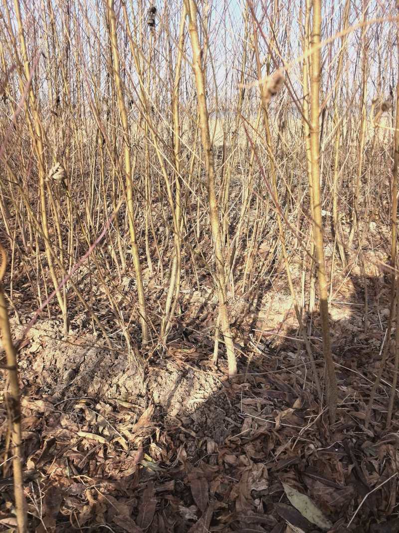 精品毛桃苗，苗圃直发，保质保量，诚信经营，量大从优，欢迎