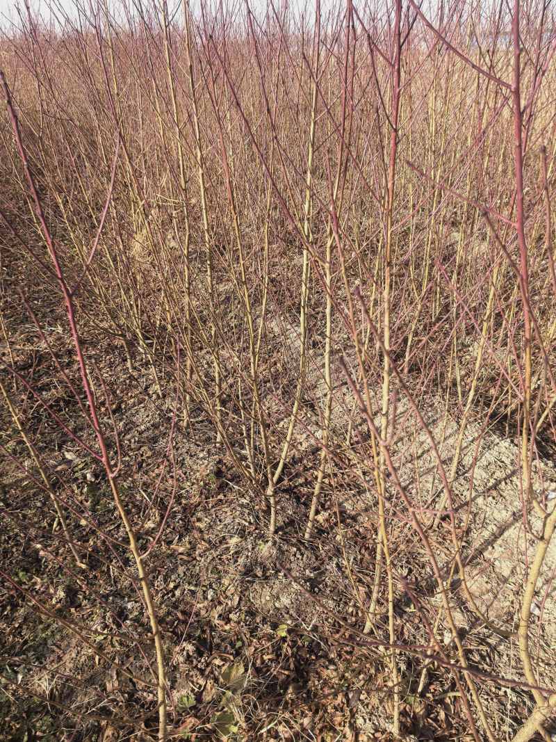 精品毛桃苗，苗圃直发，保质保量，诚信经营，量大从优，欢迎
