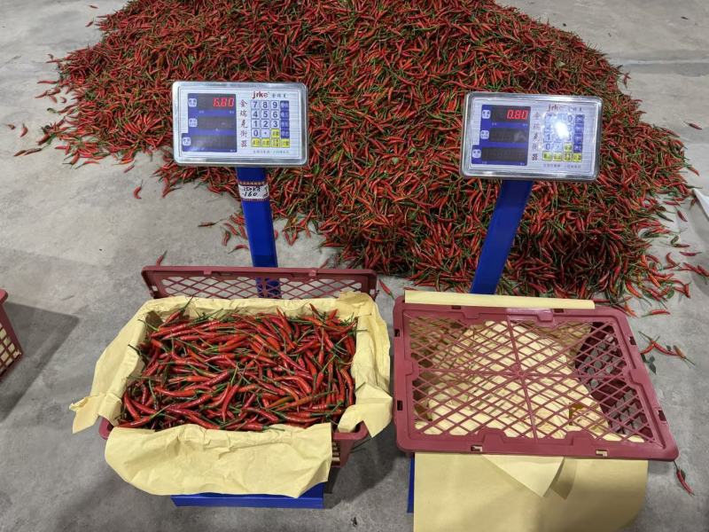精品小米椒朝天椒，美人椒货源充足，质量保一手货源