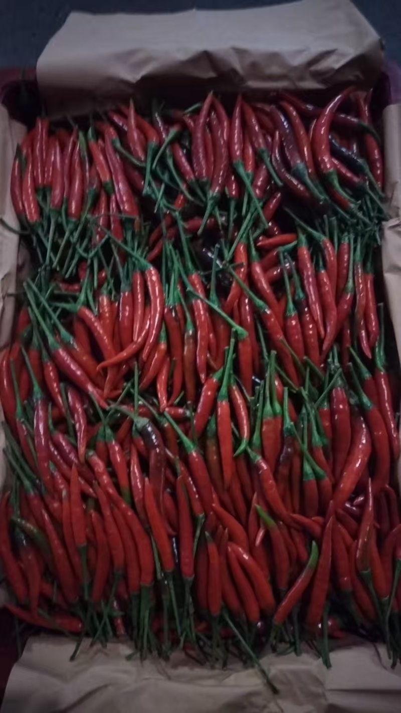 精品小米椒朝天椒，美人椒货源充足，质量保一手货源