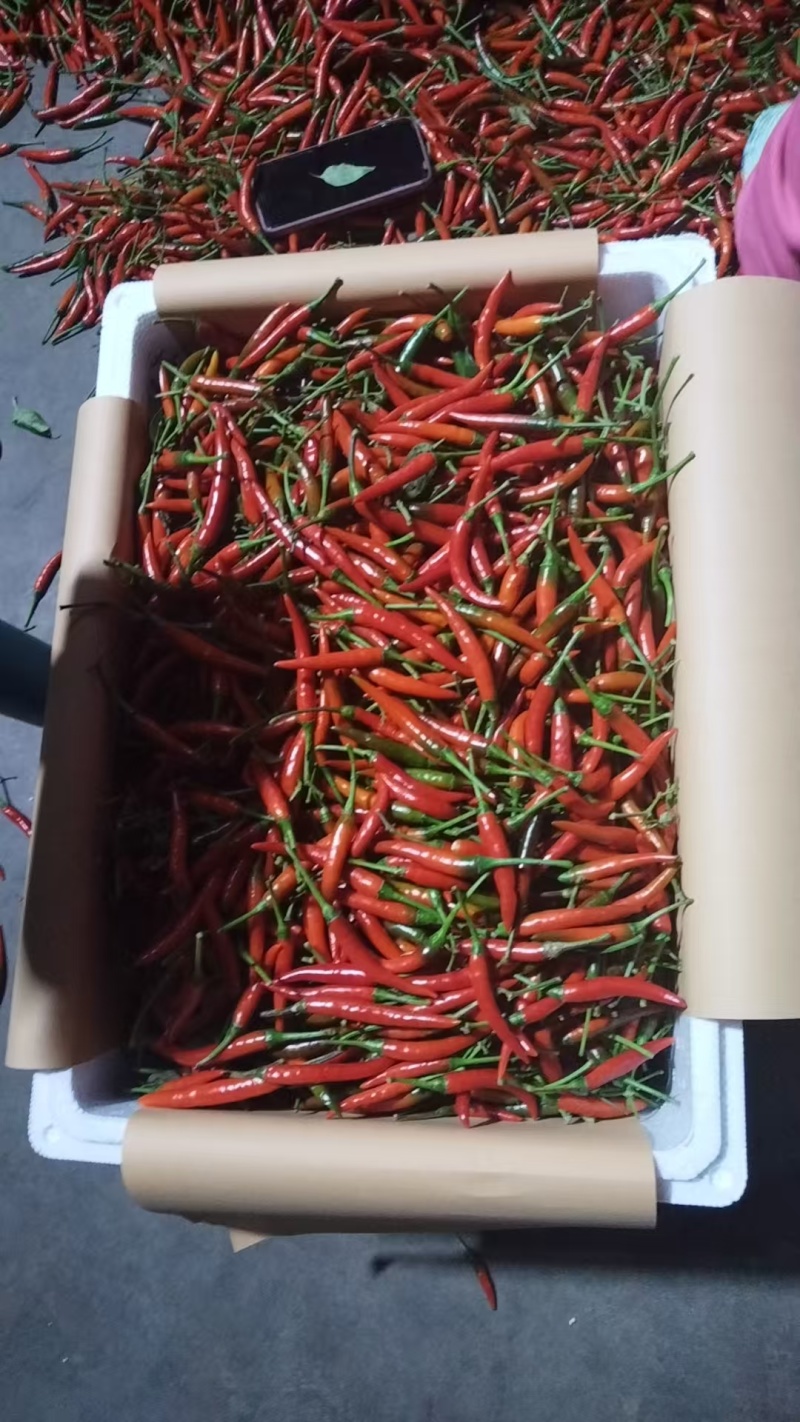 精品小米椒朝天椒，美人椒货源充足，质量保一手货源