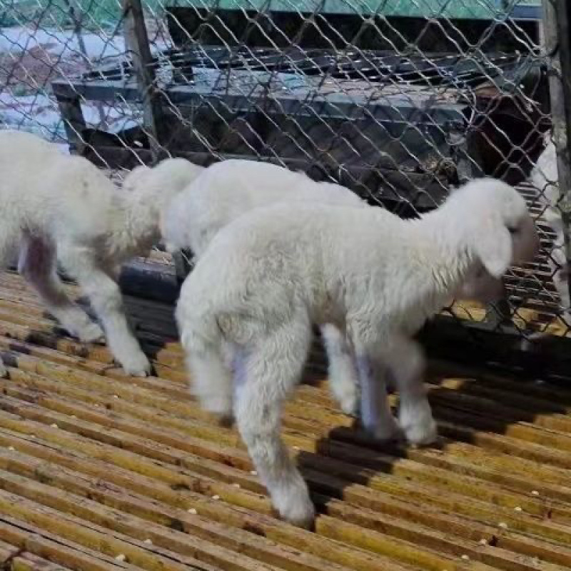 羊床漏粪板竹羊舍羊圈养殖场鸡鸭鹅床养殖设备竹架板竹笆