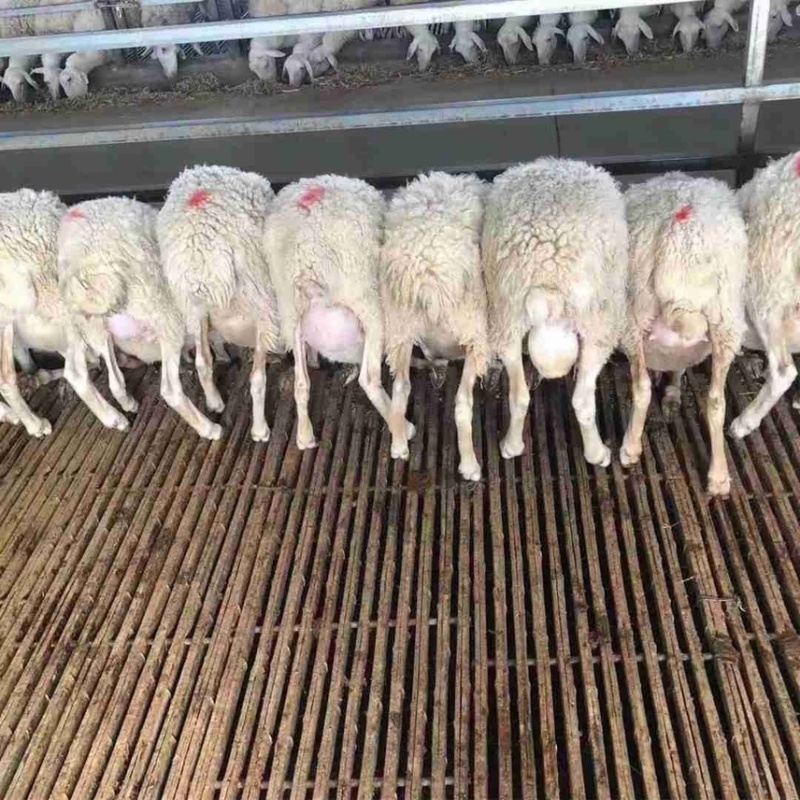 羊床漏粪板竹羊舍羊圈养殖场鸡鸭鹅床养殖设备竹架板竹笆