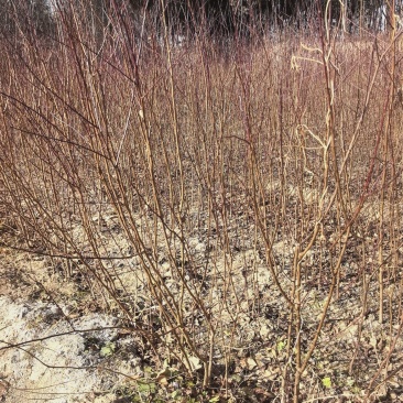 山西精品山杏苗，苗圃基地直发，品质保证，量大从优欢迎选购