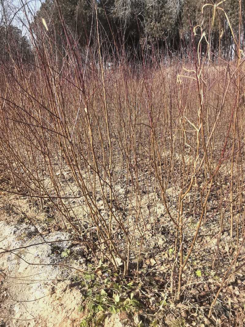 山西精品山杏苗，苗圃基地直发，品质保证，量大从优欢迎选购