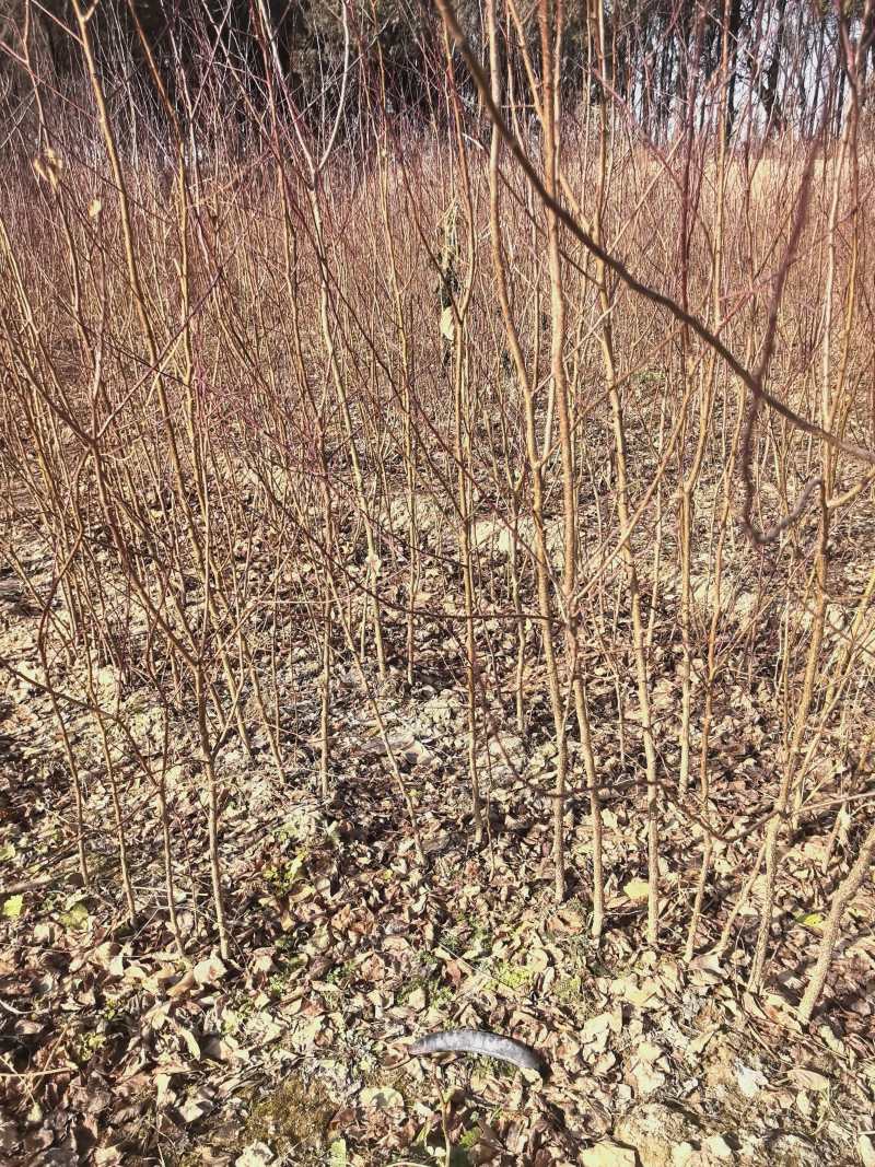 山西精品山杏苗，苗圃基地直发，品质保证，量大从优欢迎选购