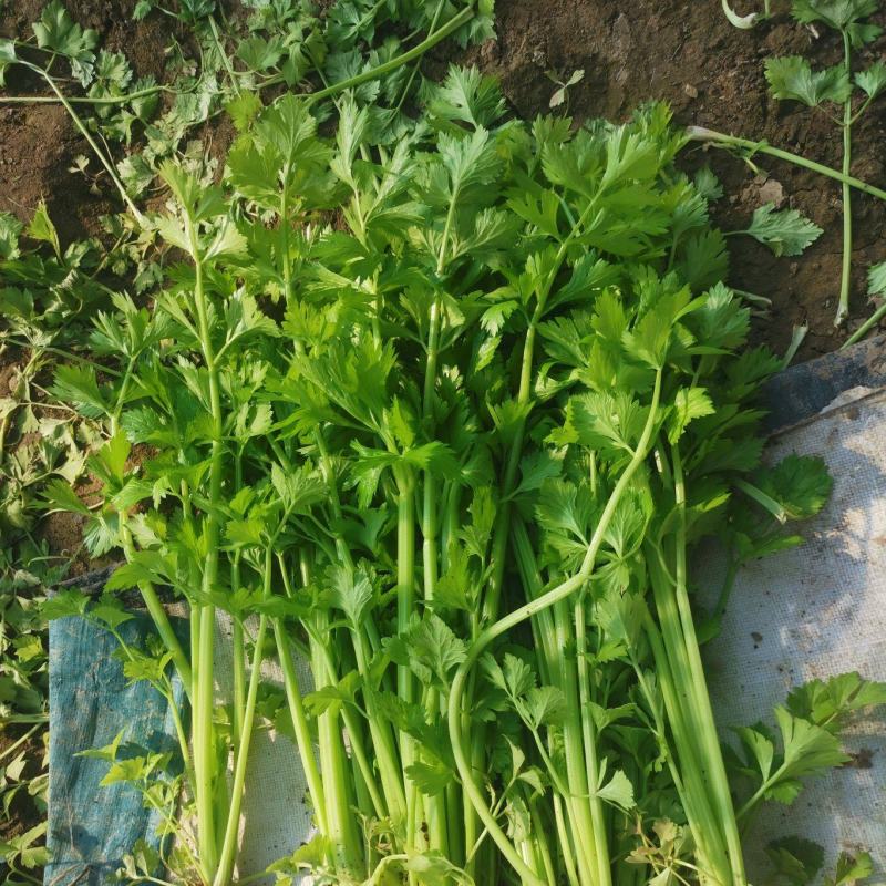 饶阳县芹菜