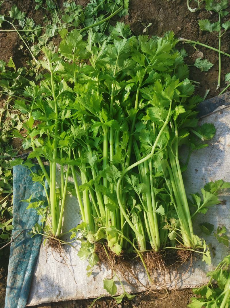 饶阳县芹菜