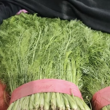 精品茴香苗，颜色好，无黄叶，货源充足，产地直销