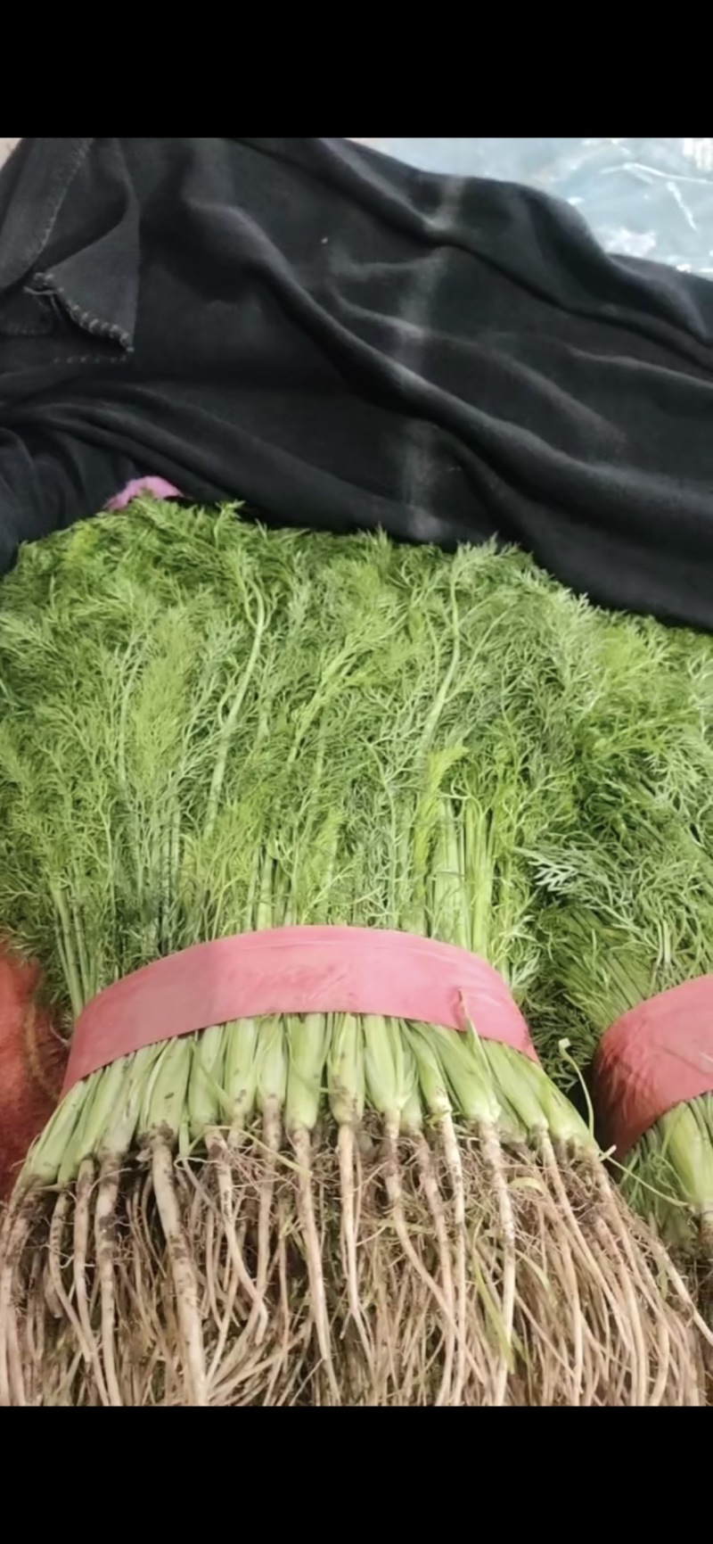 精品茴香苗，颜色好，无黄叶，货源充足，产地直销