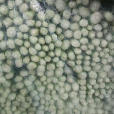精品芹菜，粗细均匀，高度适中，叶子无病点，需要老板联系