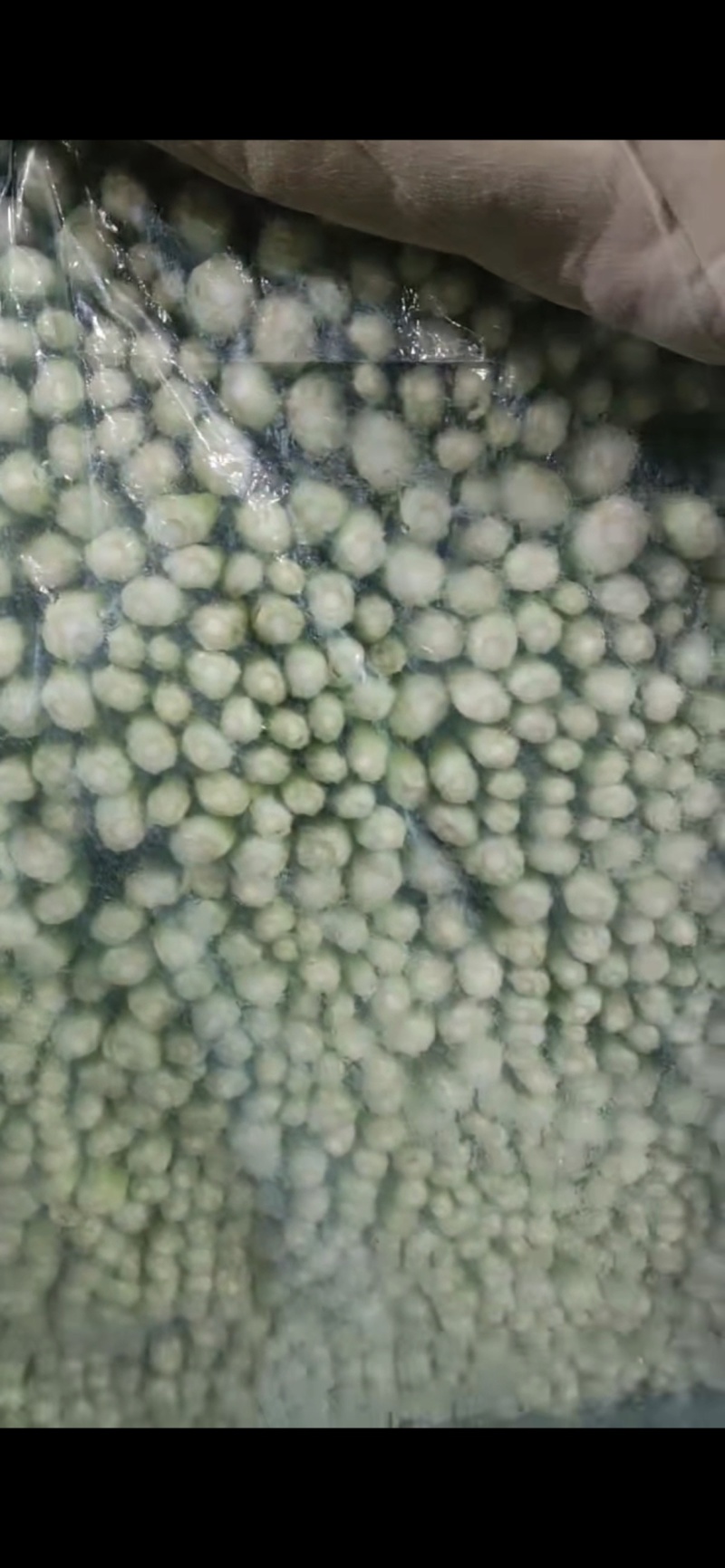 精品芹菜，粗细均匀，高度适中，叶子无病点，需要老板联系