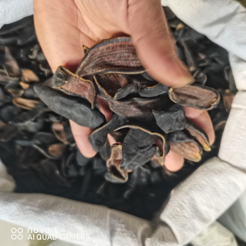 水蛭吊干金边水蛭纯清水货一手货源量大从优