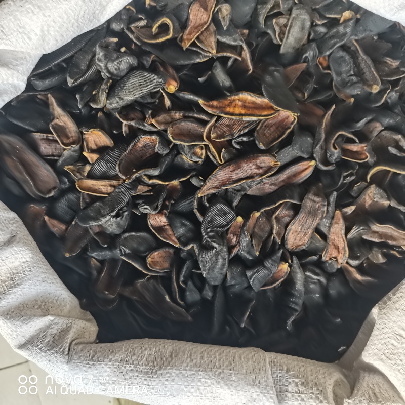 水蛭吊干金边水蛭纯清水货一手货源量大从优