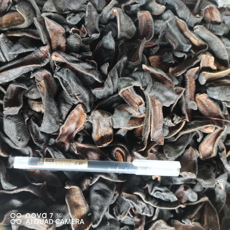 水蛭吊干金边水蛭纯清水货一手货源量大从优