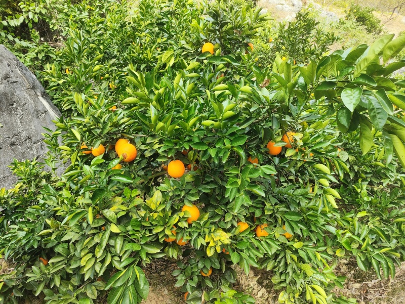 富川脐橙现货