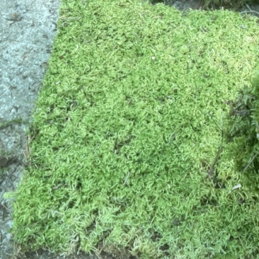大灰苔藓