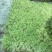 大灰苔藓