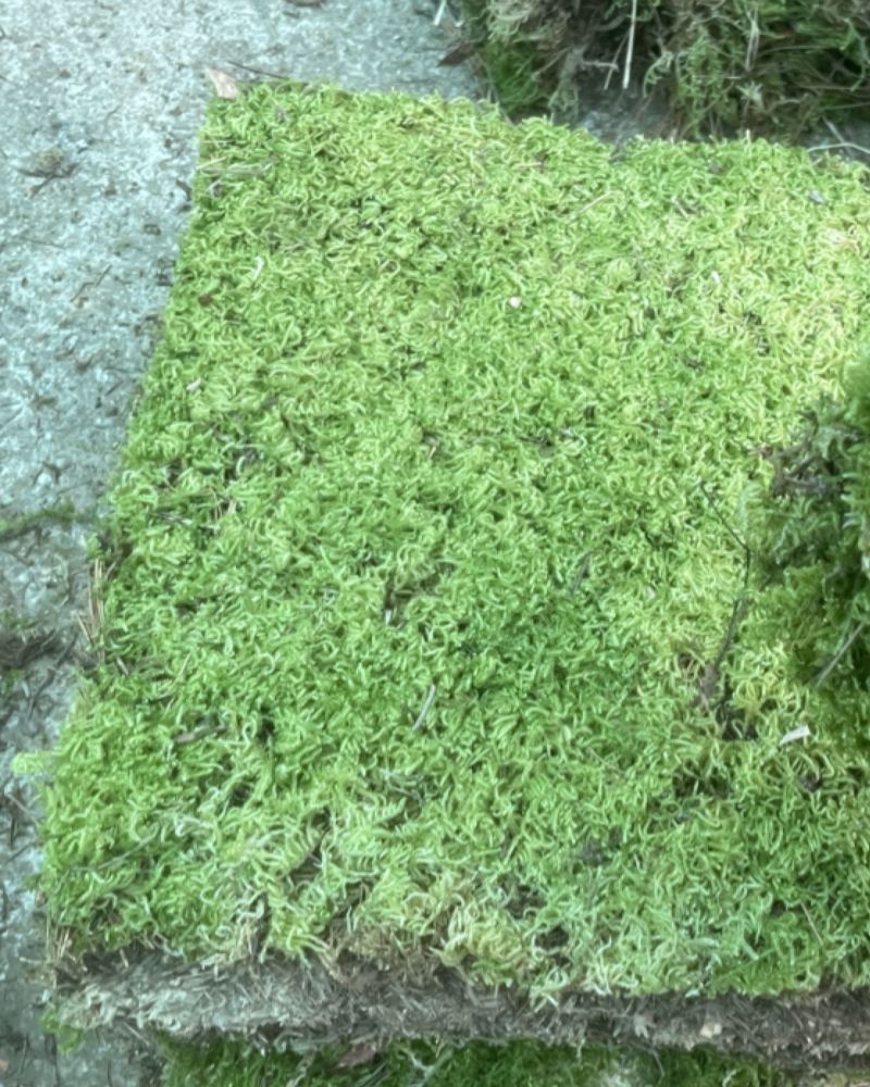 大灰苔藓