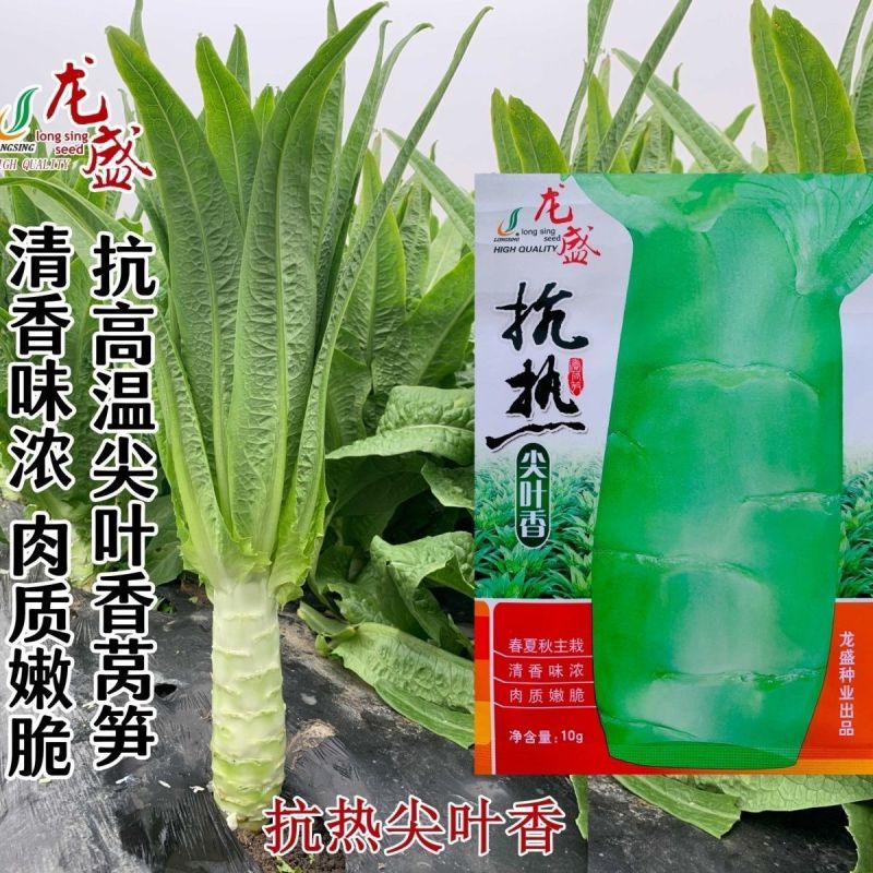 香罗汉尖叶香莴笋种子耐高温肉质脆嫩薄皮绿肉大田基地种植