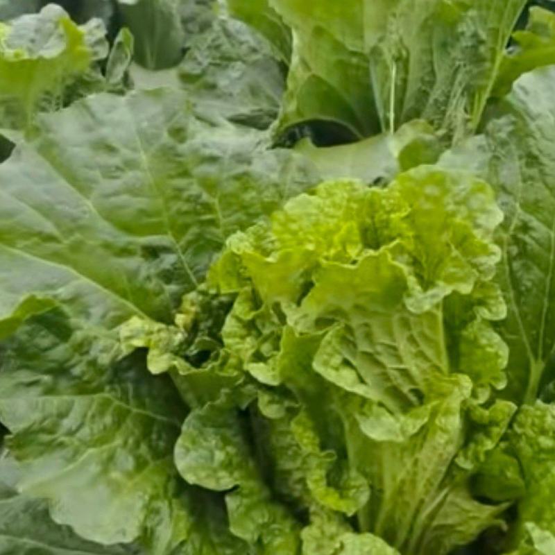 ***大白菜