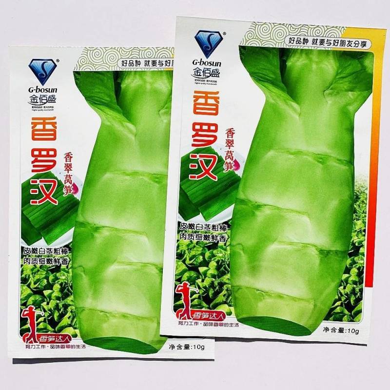 香罗汉尖叶香莴笋种子耐高温肉质脆嫩薄皮绿肉大田基地种植