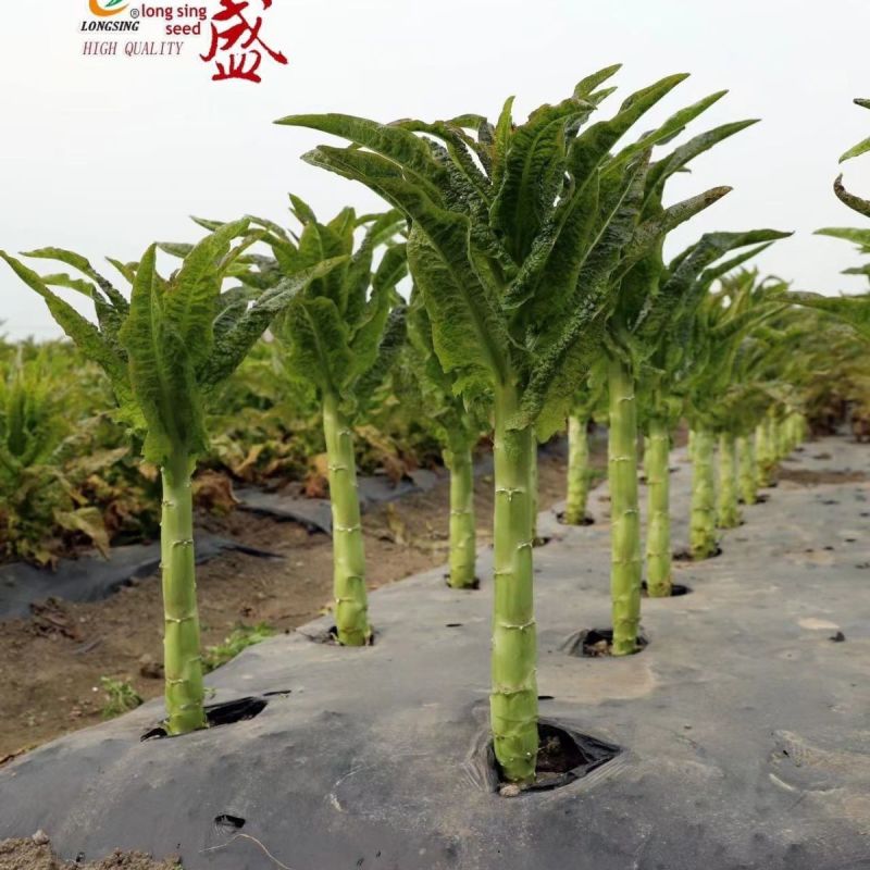 青夏香清香型圆叶青皮莴笋绿肉种子莴苣种籽高产抗寒耐热蔬菜