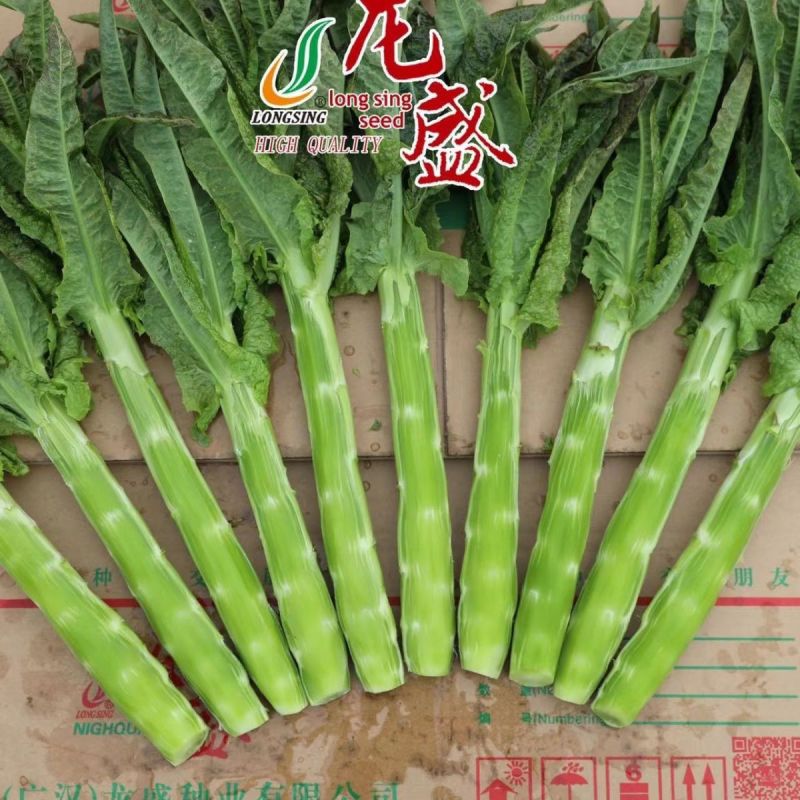 青夏香清香型圆叶青皮莴笋绿肉种子莴苣种籽高产抗寒耐热蔬菜