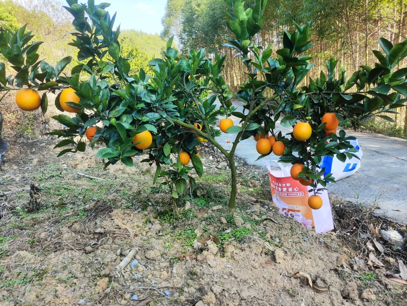 富川脐橙现货