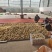 云南冬季人参果产地直发批发零售电商一件代发