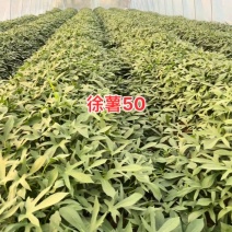 徐薯50扩繁。全部采用穴盘扩繁苗，安全靠谱，没有后顾之忧