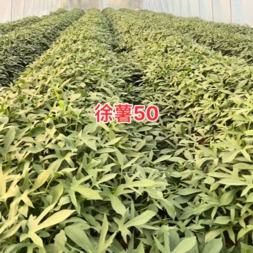徐薯50扩繁。全部采用穴盘扩繁苗，安全靠谱，没有后顾之忧