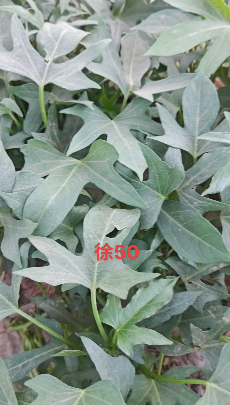 徐薯50扩繁。全部采用穴盘扩繁苗，安全靠谱，没有后顾之忧