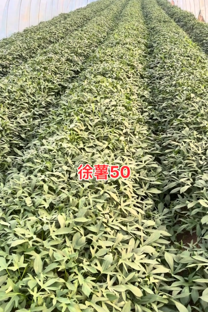 徐薯50扩繁。全部采用穴盘扩繁苗，安全靠谱，没有后顾之忧