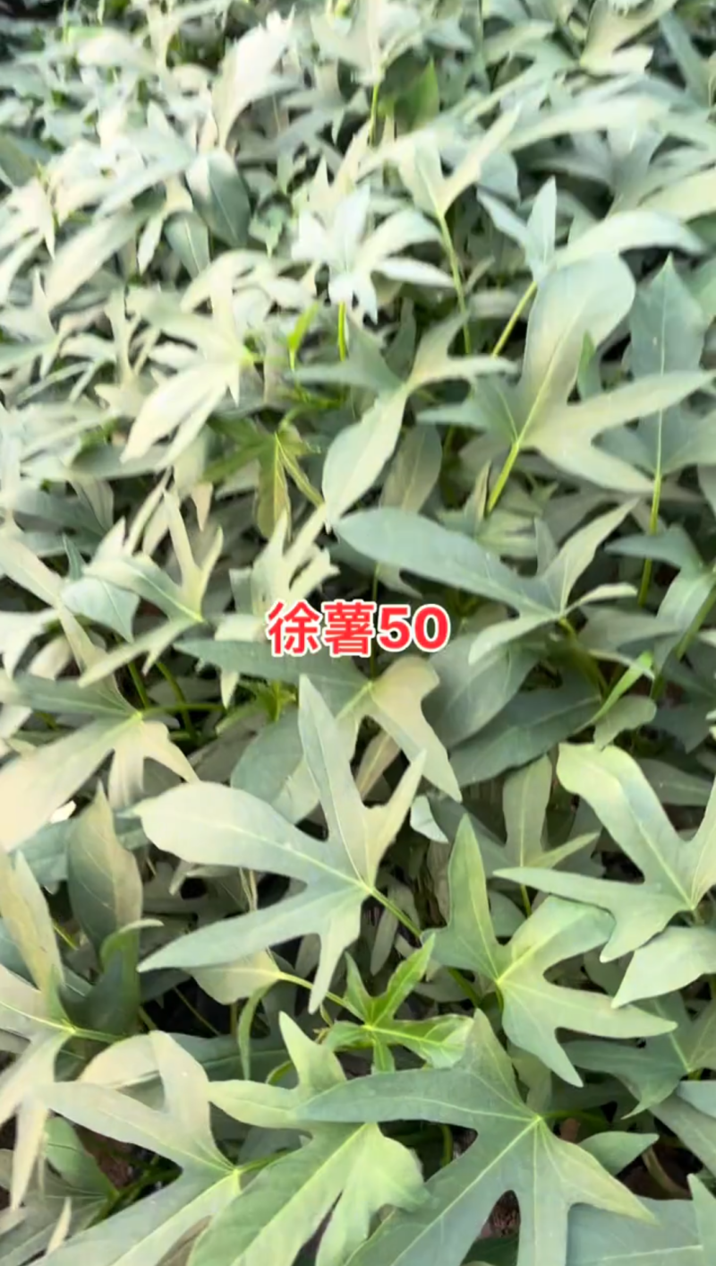徐薯50扩繁。全部采用穴盘扩繁苗，安全靠谱，没有后顾之忧
