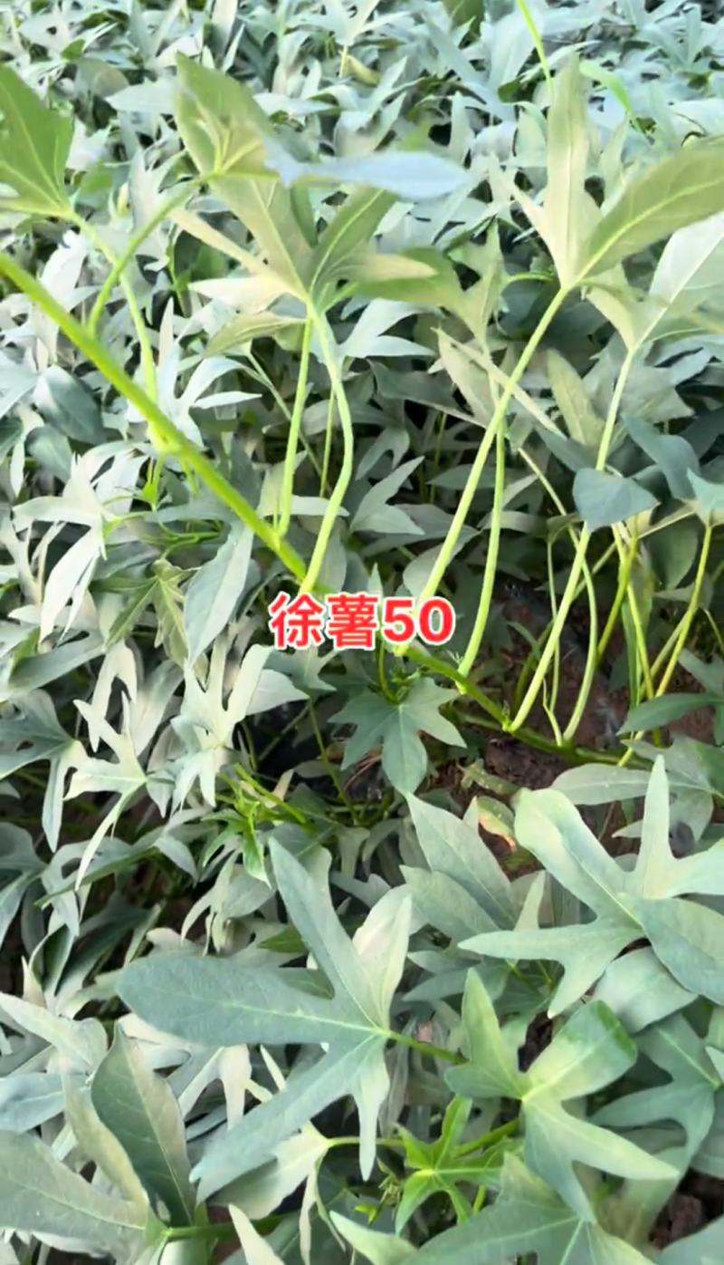 徐薯50扩繁。全部采用穴盘扩繁苗，安全靠谱，没有后顾之忧