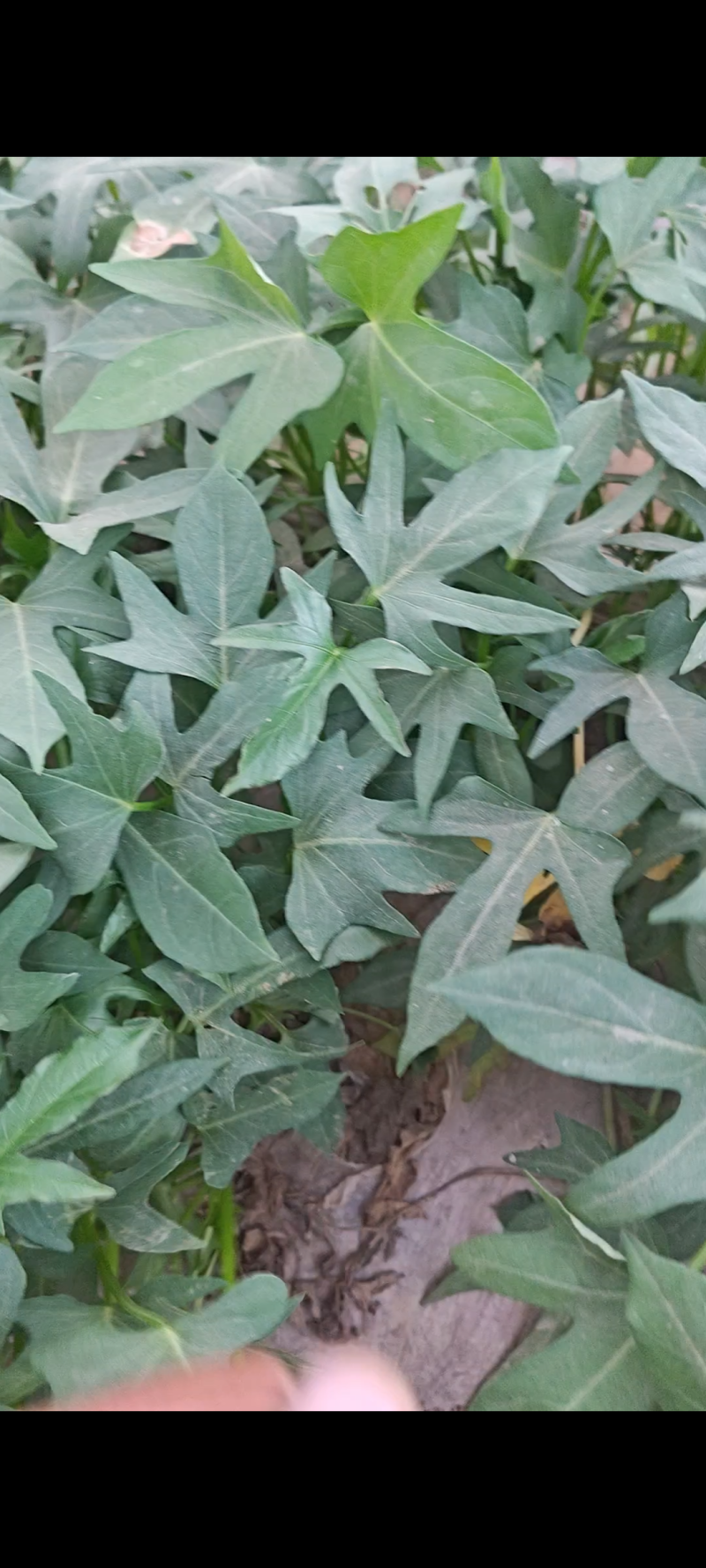 徐薯50扩繁。全部采用穴盘扩繁苗，安全靠谱，没有后顾之忧
