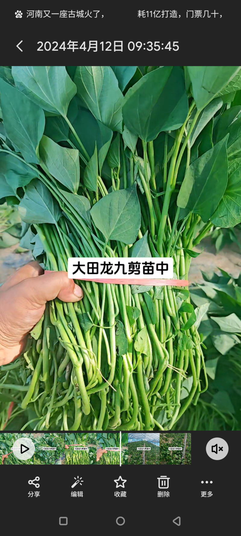 龙薯9龙薯19采用公司脱毒种苗扩繁，品相好，产量高。